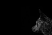 asylmendibaeva profile information