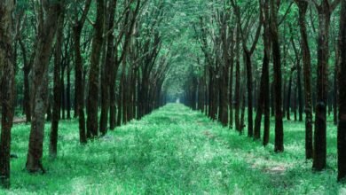 grow your followers strategically
