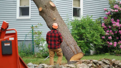 From Tree Care to Outdoor Lighting: Must-Have Services for a Safe, Attractive Landscape