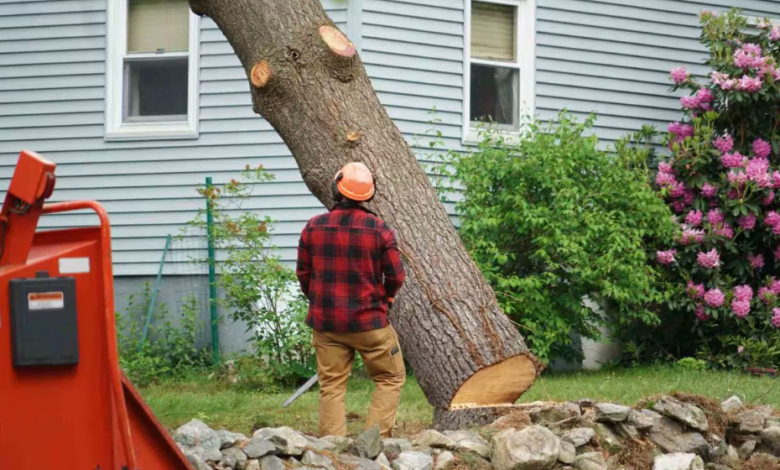 From Tree Care to Outdoor Lighting: Must-Have Services for a Safe, Attractive Landscape